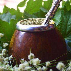 Co to jest yerba mate? Poznaj jej właściwości